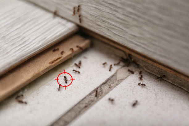 Best Pest Prevention Services  in Quail Ridge, FL